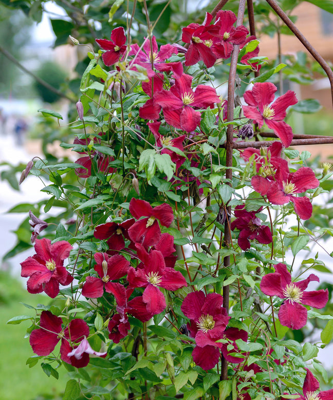 Clematis 'Vitiwester'