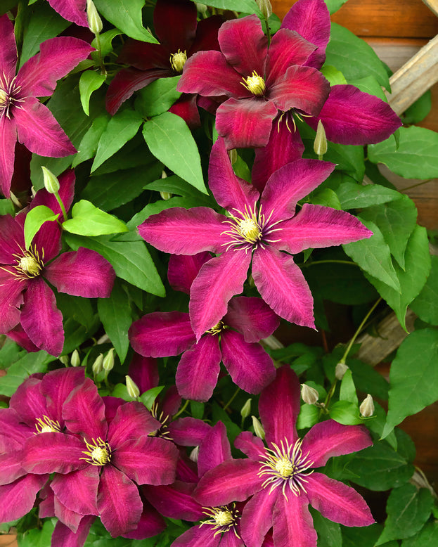 Clematis 'Vitiwester'