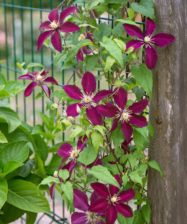 Clematis 'Vitiwester'