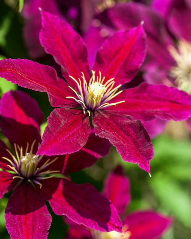 Clematis 'Vitiwester'