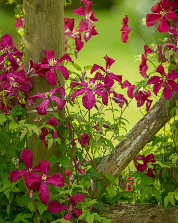 Clematis 'Vitiwester'