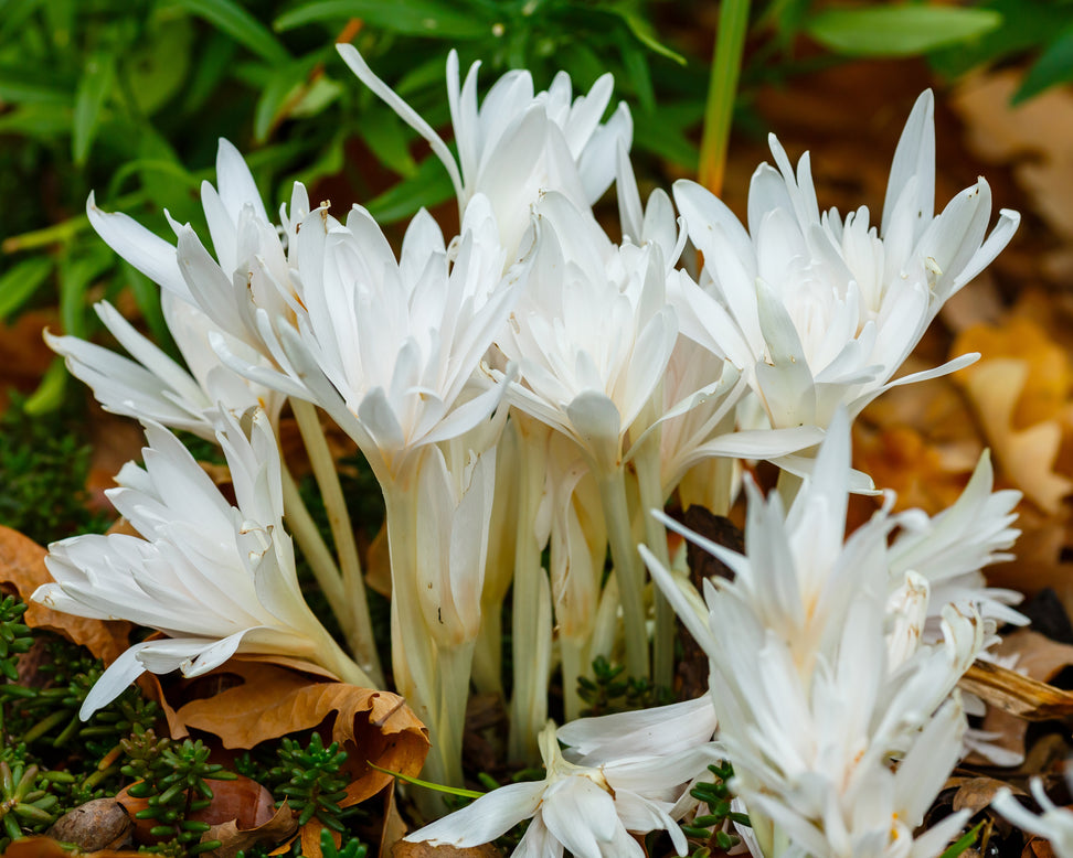 Colchicum 'Alboplenum'