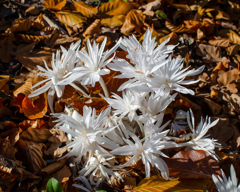 Colchicum 'Alboplenum'