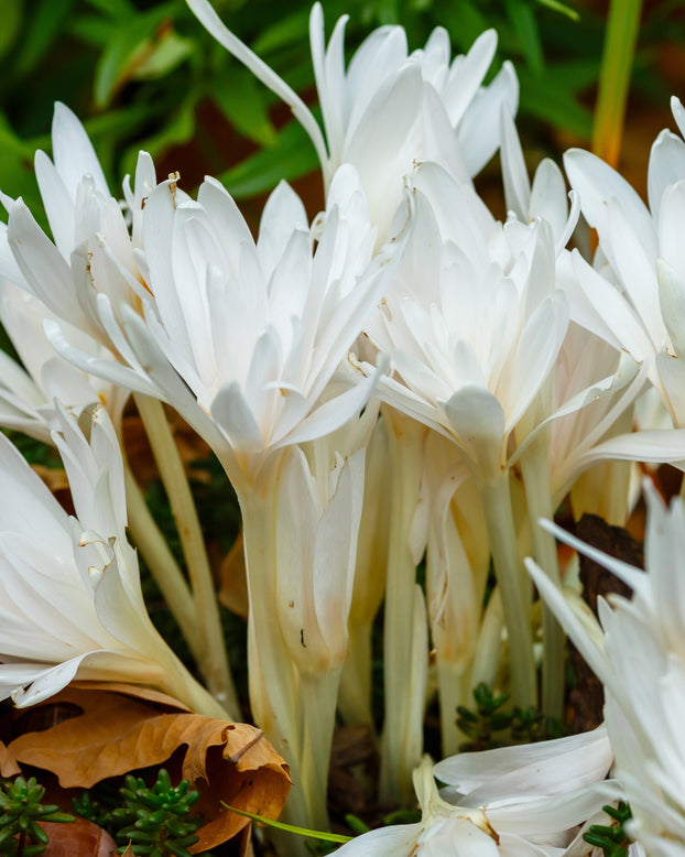 Colchicum 'Alboplenum'