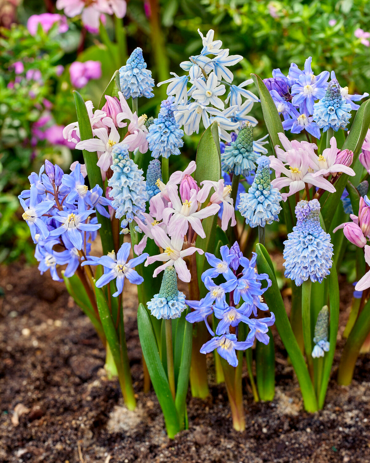 'Blooming Bliss' spring bulbs collection — Buy bulb mixtures online at ...