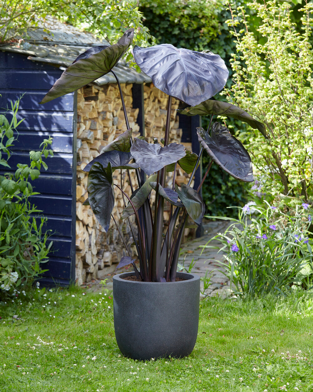 Colocasia esculenta 'Black Coral' Bulbs — Buy black taro / black ...