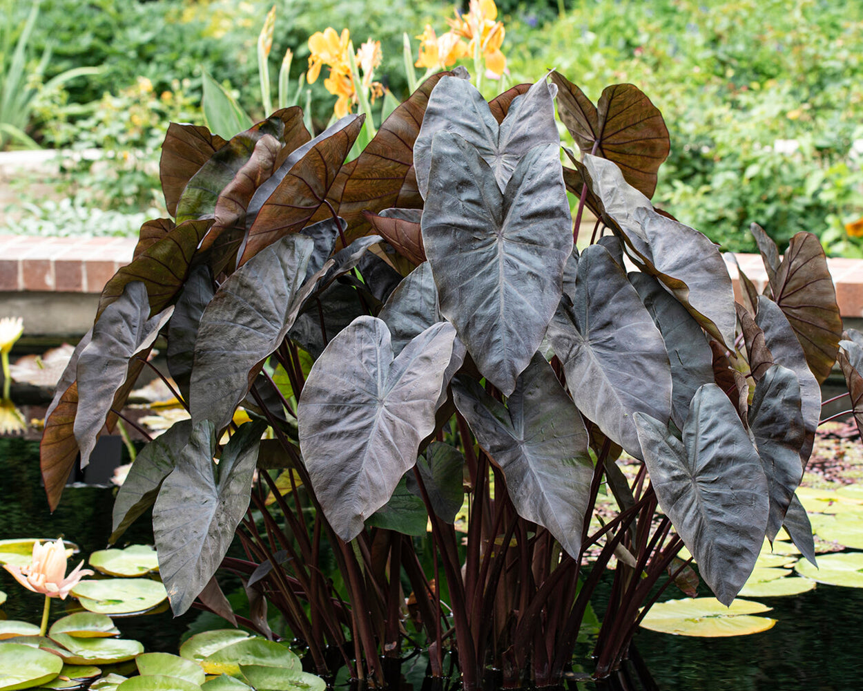 Colocasia esculenta 'Black Coral' Bulbs — Buy black taro / black ...