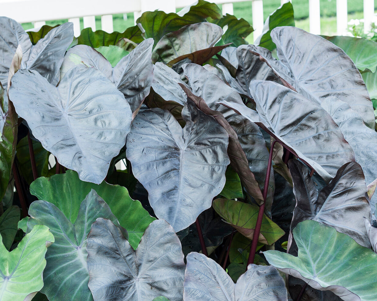 Colocasia esculenta 'Black Coral' Bulbs — Buy black taro / black ...