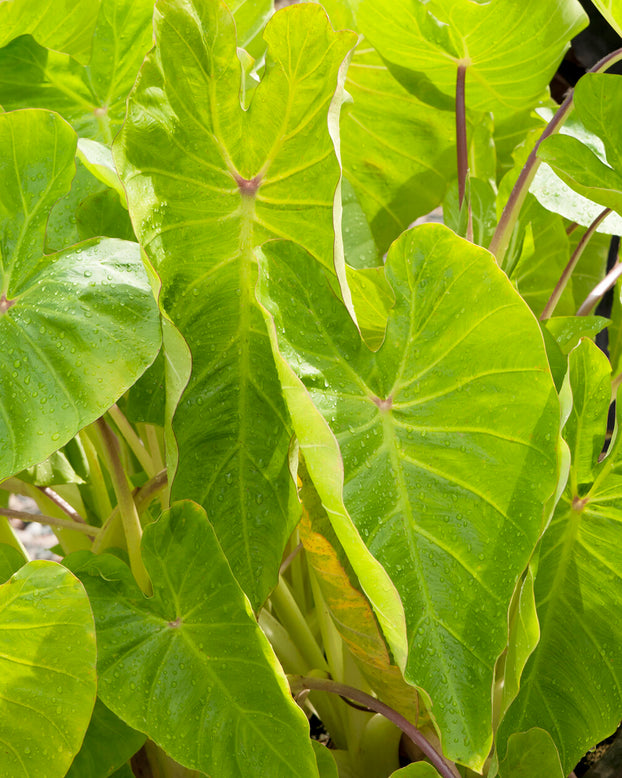 Colocasia 'Maui Gold'