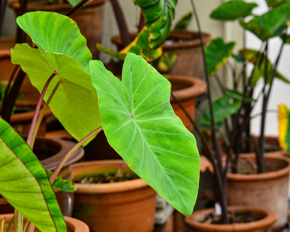 Colocasia 'Maui Gold'