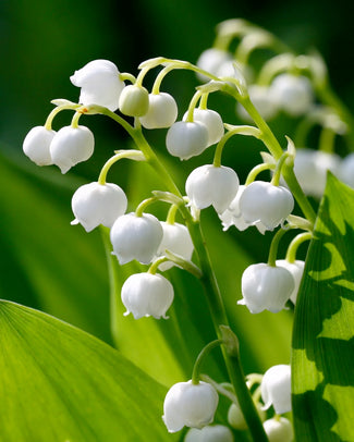 Convallaria majalis