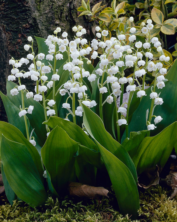 Convallaria majalis