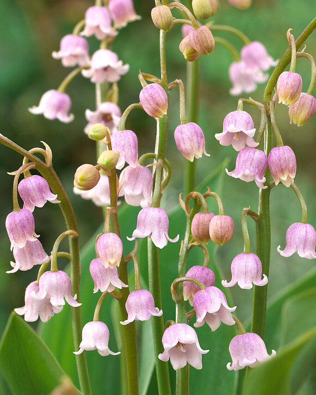 Convallaria majalis var. rosea