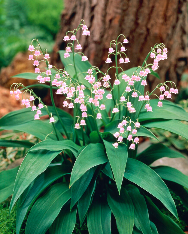 Convallaria majalis var. rosea