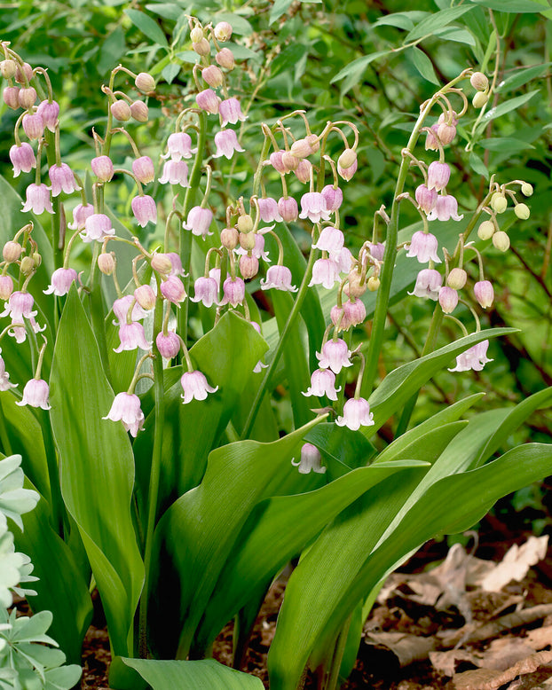 Convallaria majalis var. rosea