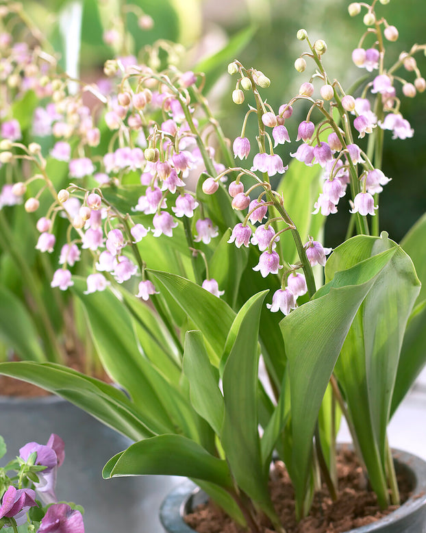 Convallaria majalis var. rosea