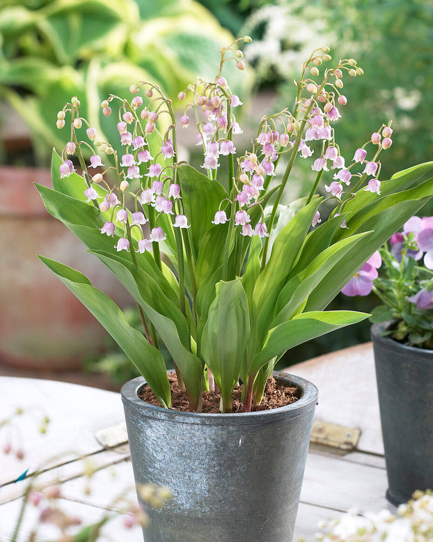 Convallaria majalis var. rosea