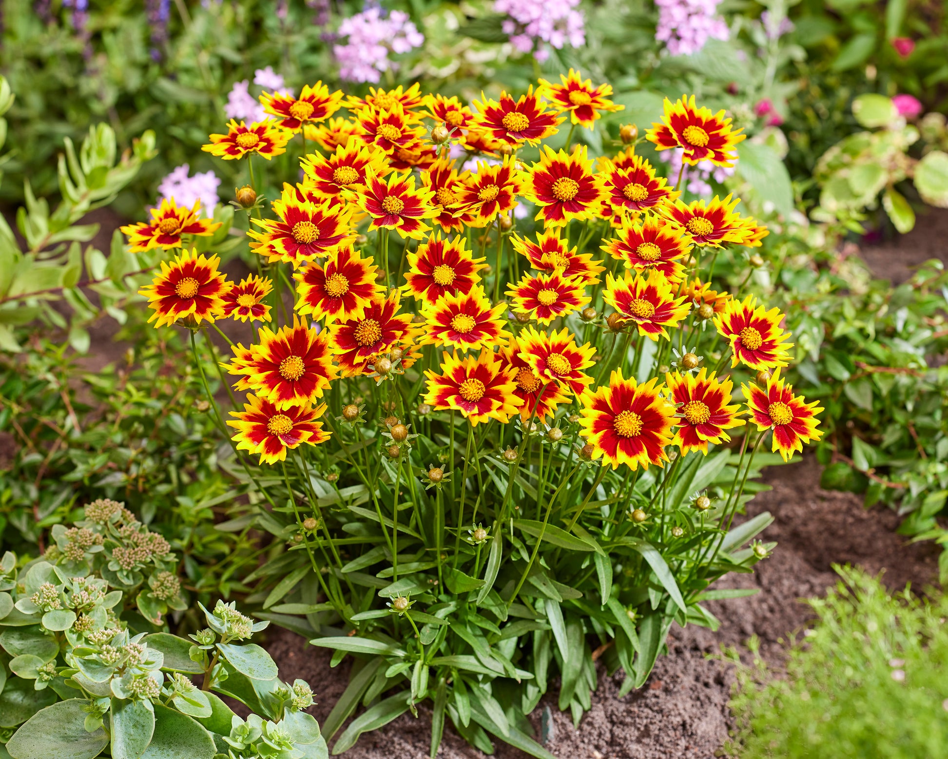 Coreopsis grandiflora 'Solar Jewel' bare roots — Buy tickseed online at ...