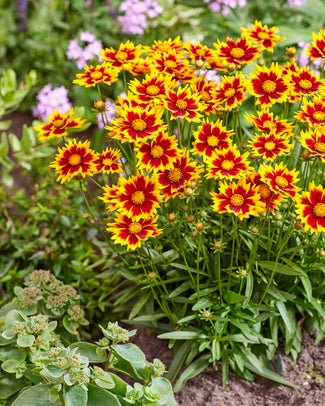 Coreopsis bare roots