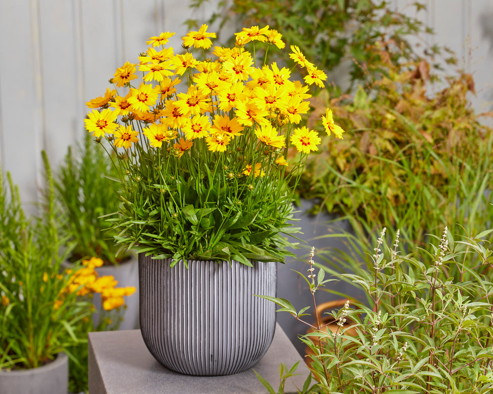 Coreopsis 'Solar Mellow'