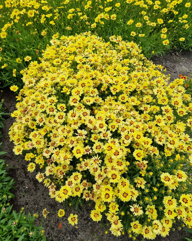 Coreopsis 'Solar Moon'