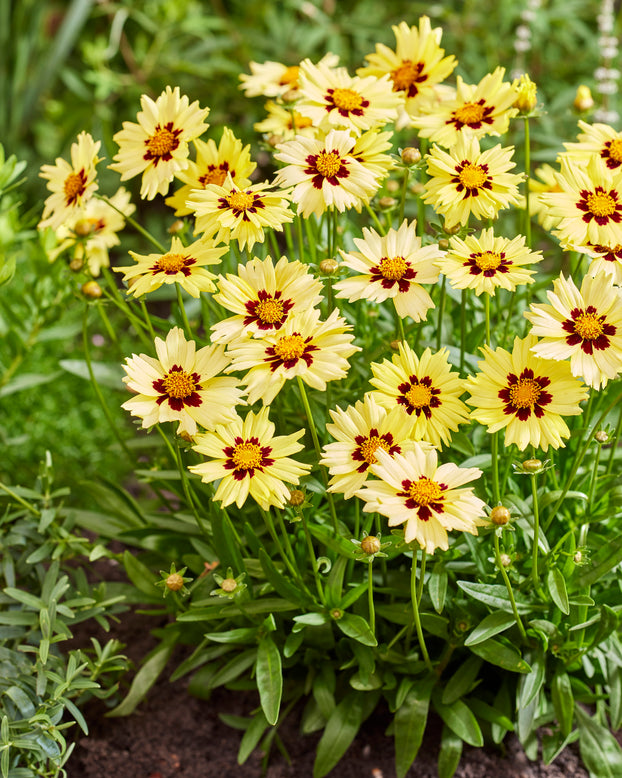 Coreopsis 'Solar Moon'