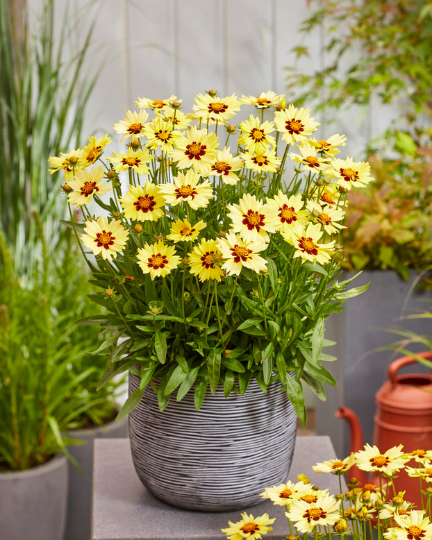 Coreopsis 'Solar Moon'