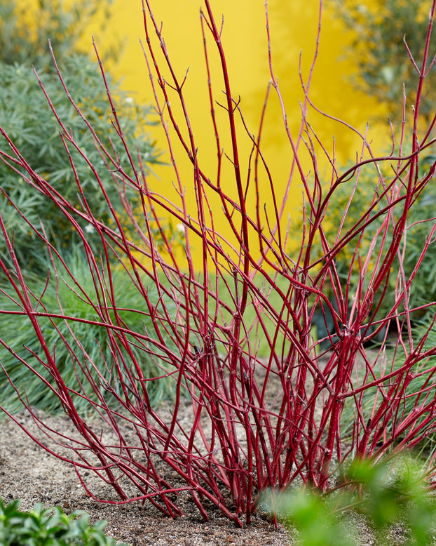 Cornus 'Miracle'