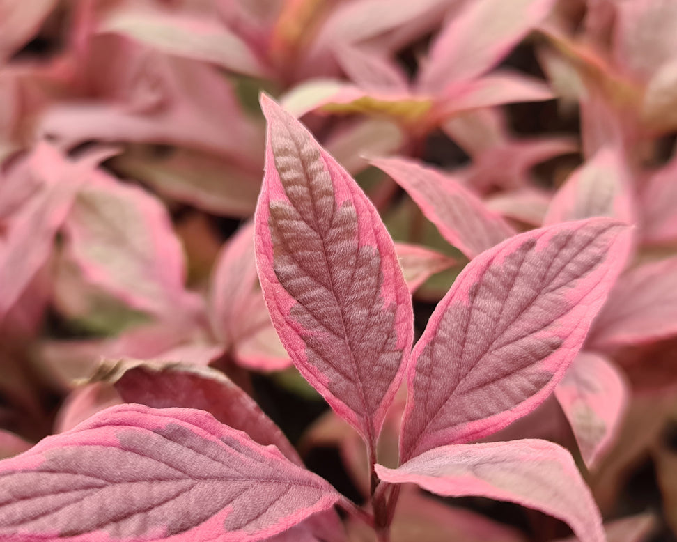 Cornus 'Miracle'