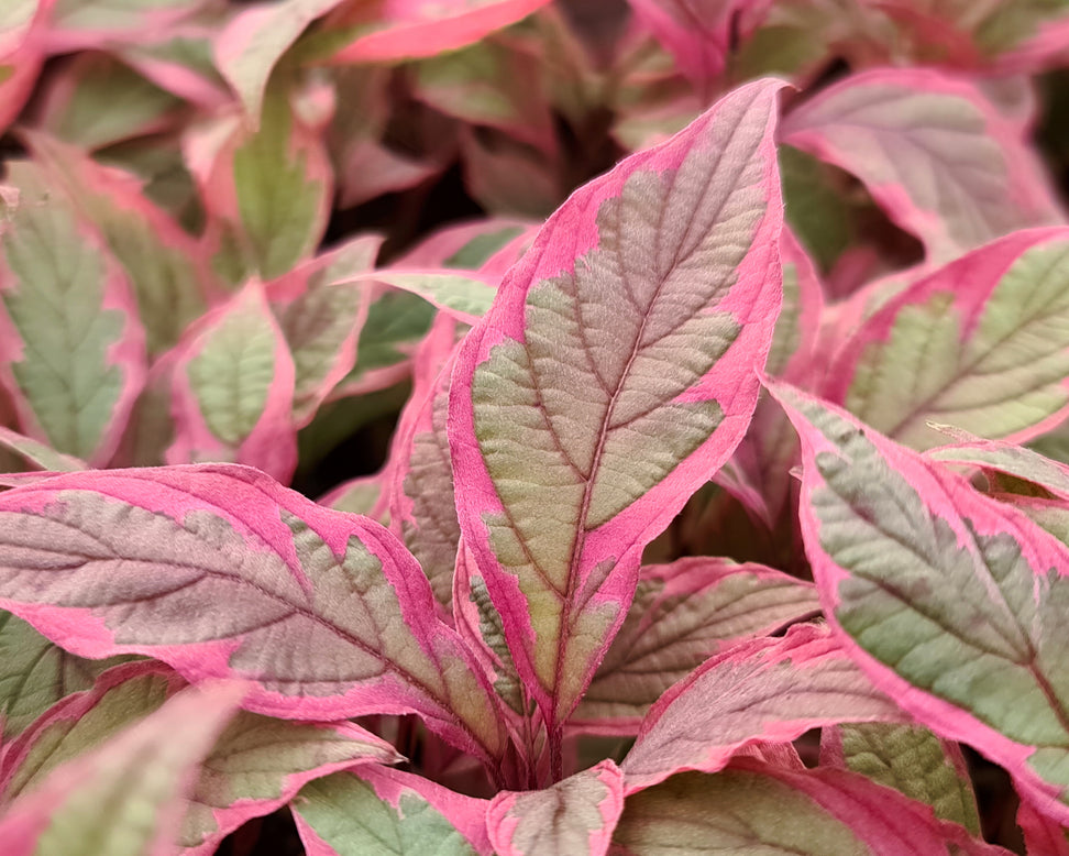 Cornus 'Miracle'