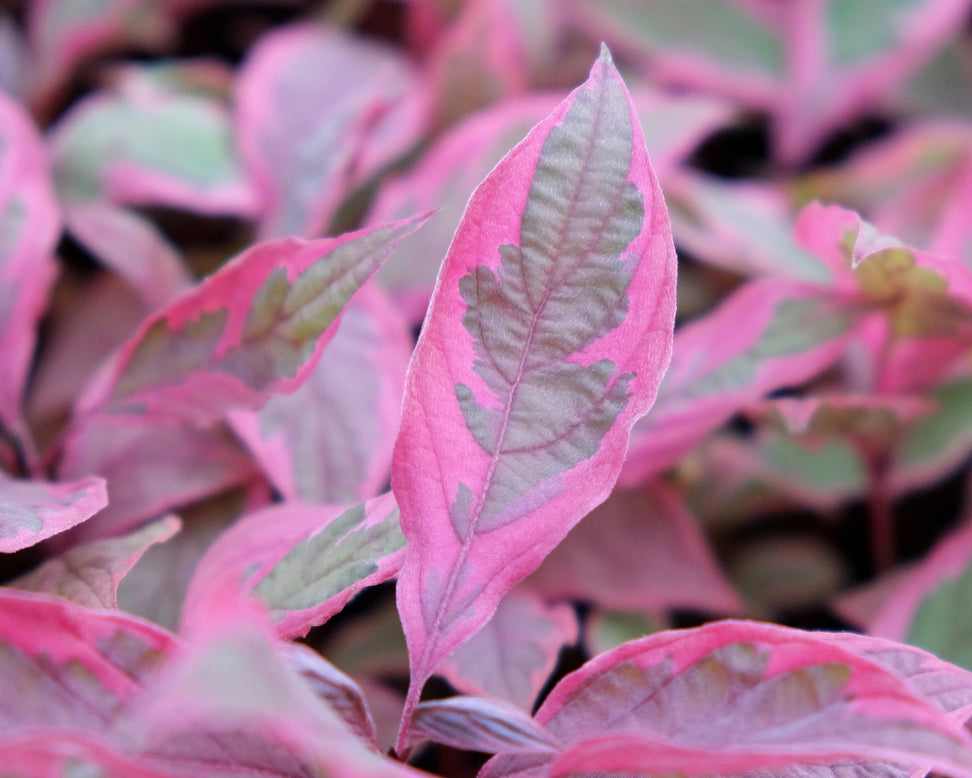 Cornus 'Miracle'