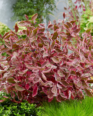 Cornus 'Miracle'