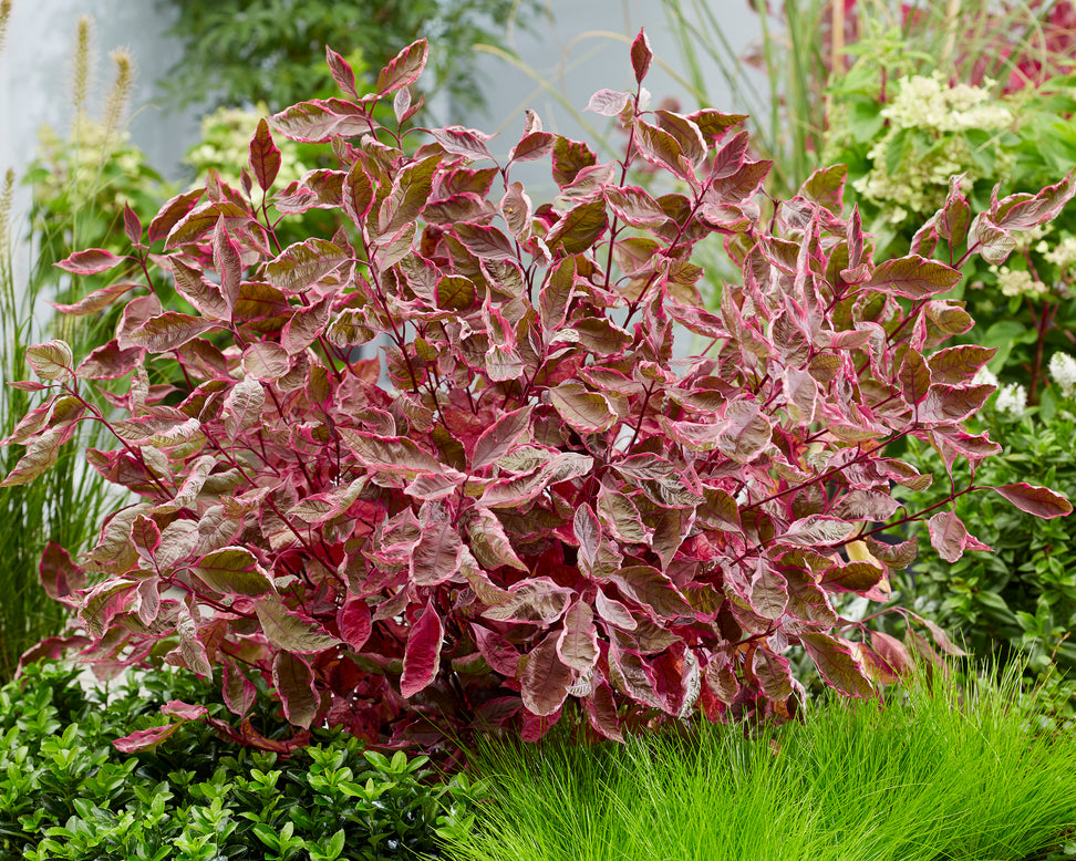 Cornus 'Miracle'