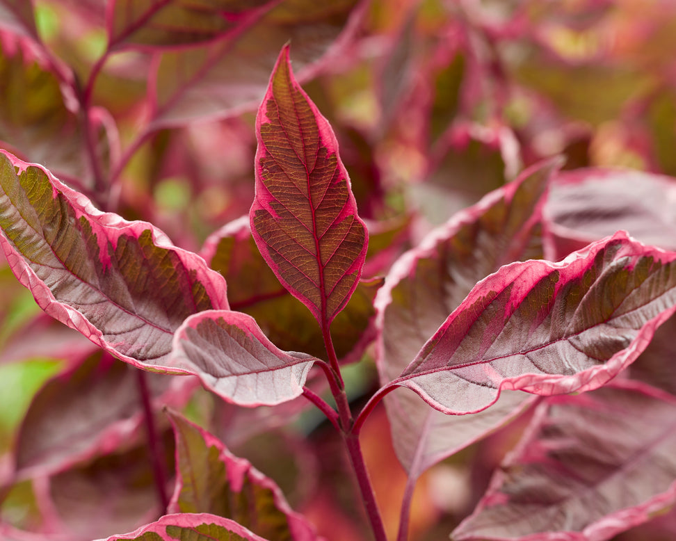 Cornus 'Miracle'