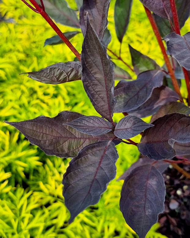 Cornus 'Nightfall'