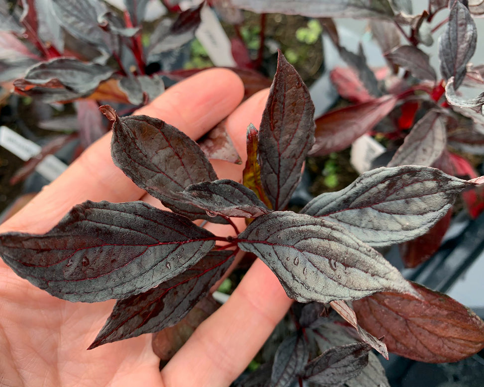 Cornus 'Nightfall'