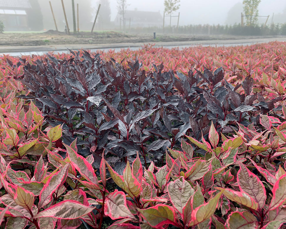 Cornus 'Nightfall'