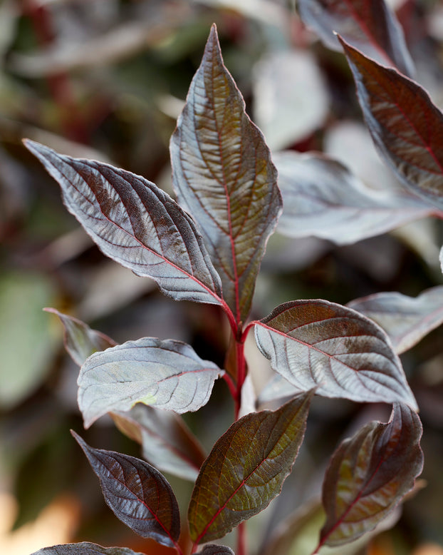 Cornus 'Nightfall'