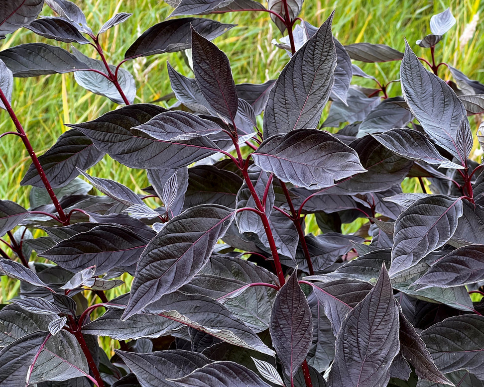 Cornus 'Nightfall'