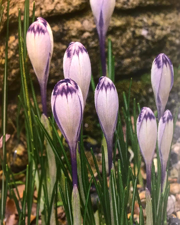 Crocus 'Harry Hay'