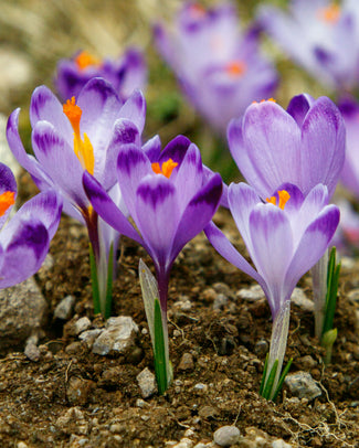 Crocus 'Harry Hay'