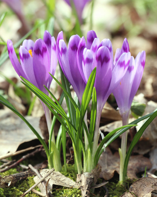 Crocus 'Harry Hay'