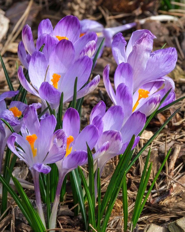 Crocus 'Harry Hay'