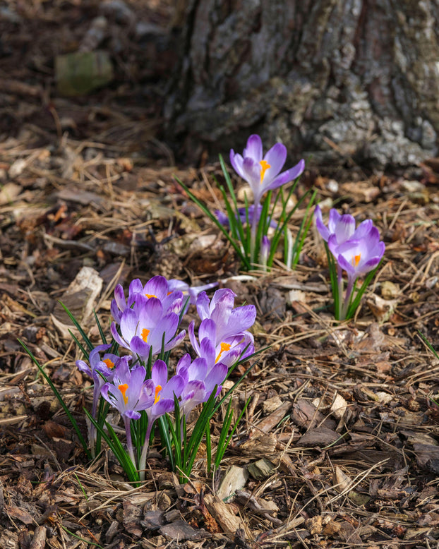 Crocus 'Harry Hay'