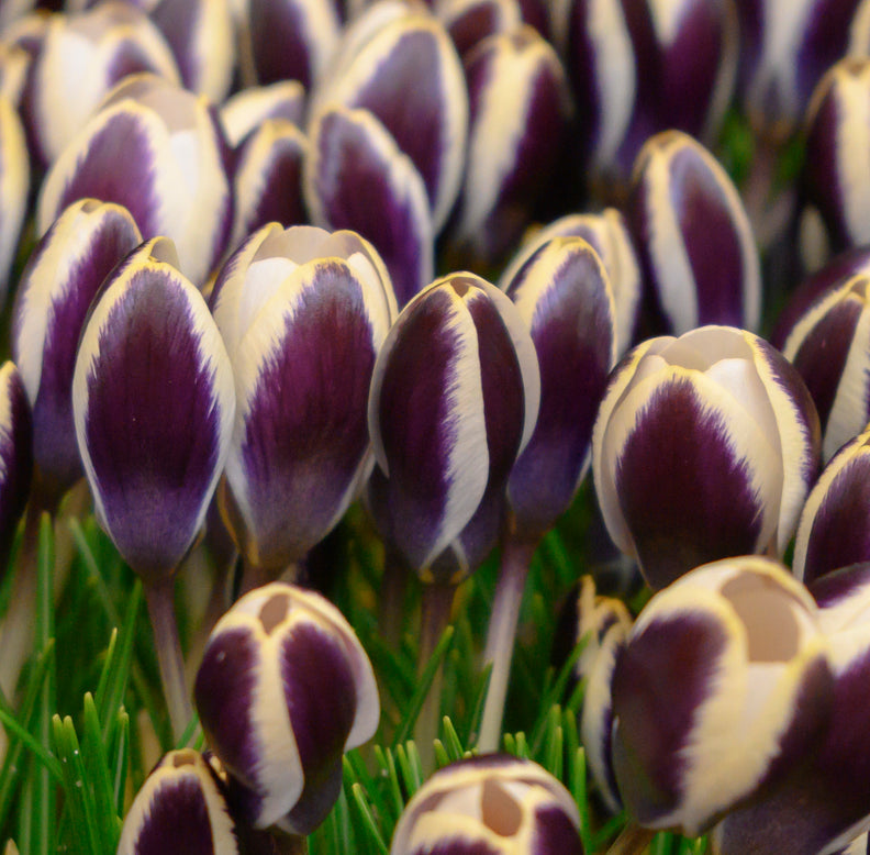 Crocus 'Panda'