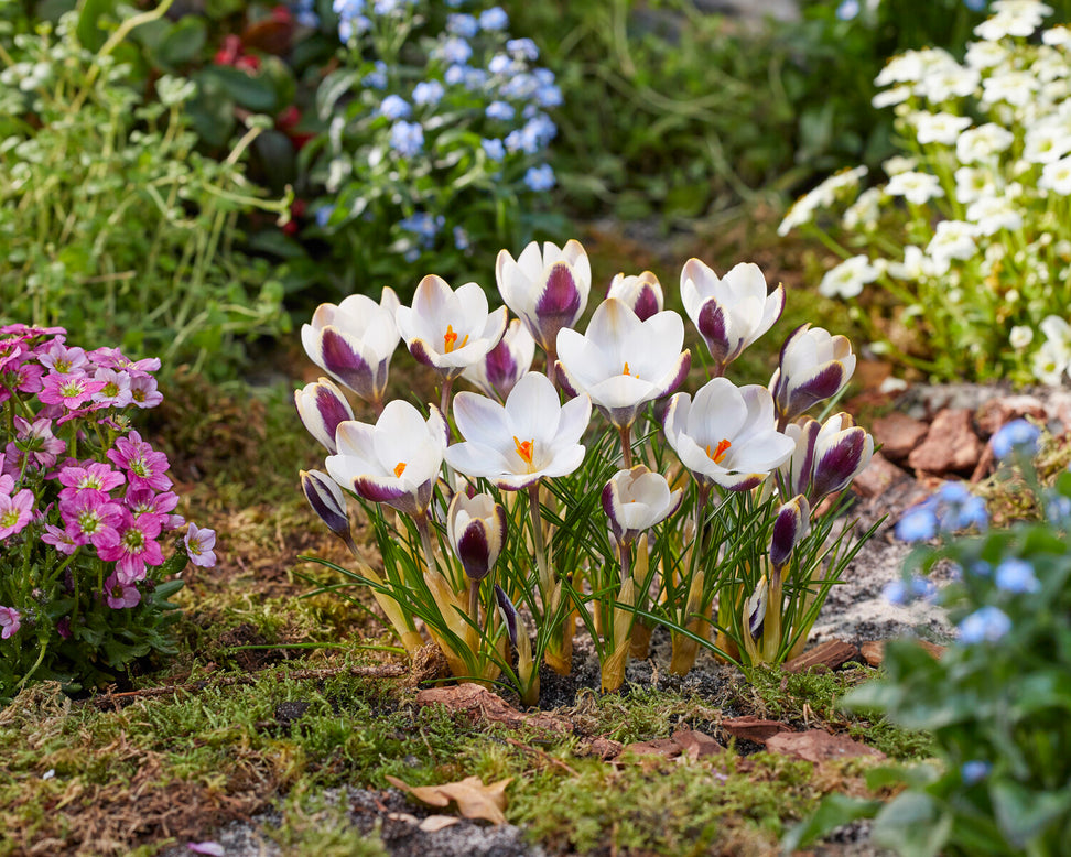 Crocus 'Panda'