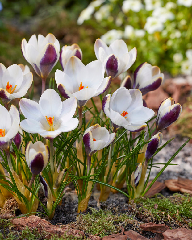 Crocus 'Panda'