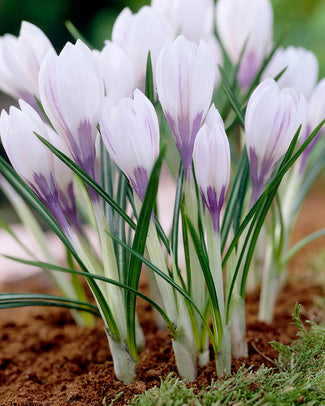 Crocus 'Silver Coral'