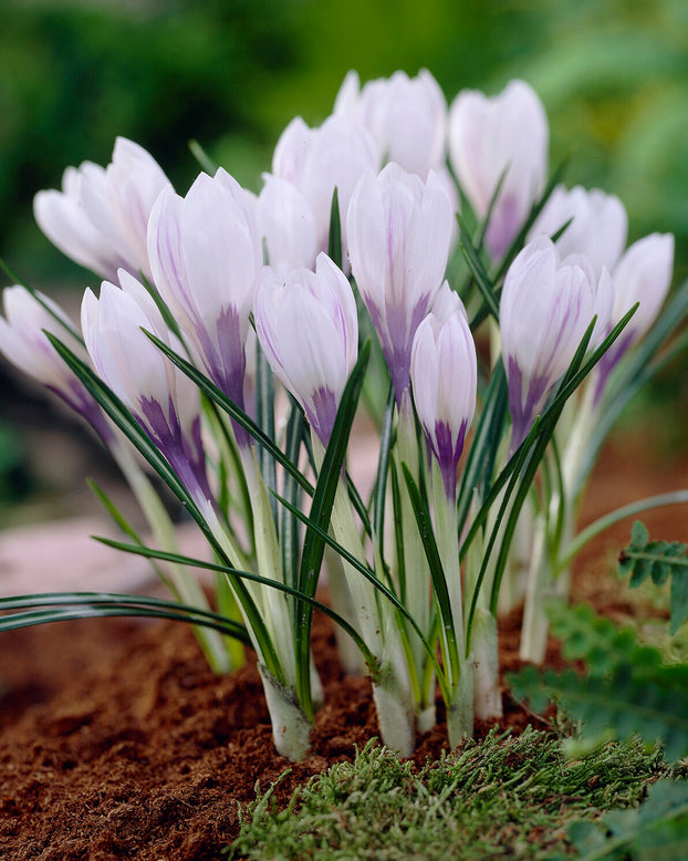 Crocus 'Silver Coral'