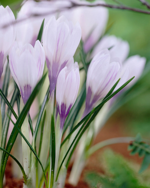 Crocus 'Silver Coral'